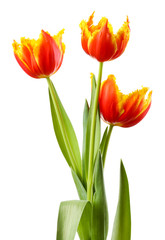 Fototapeta premium Beautiful tulips isolated on white