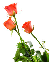 Fototapeta premium Beautiful roses isolated on white