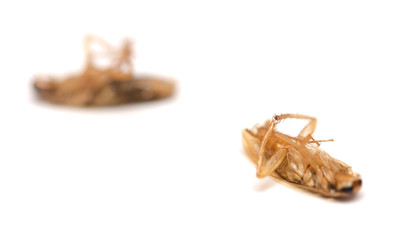 dead cockroaches