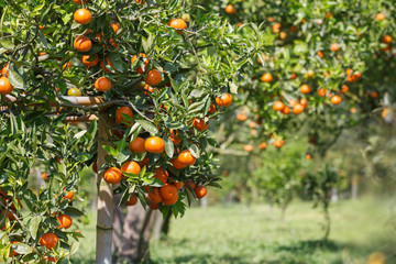 fresh orange on plant, orange tree