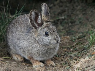 Naklejka na ściany i meble Columbia Basin Pygmy Rabbit