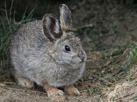 Columbia Basin Pygmy Rabbit