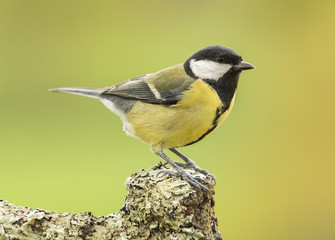 Carbonero sobre tronco y musgo