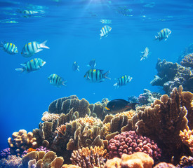 Coral fish