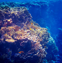 Coral reef