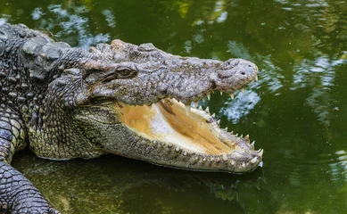 Crédence de cuisine en verre imprimé Crocodile Gros plan sur un crocodile d& 39 en-tête.