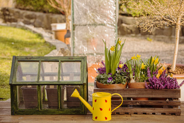 Spring flowers greenhouse