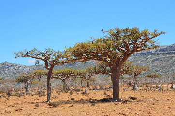 Fototapeta na wymiar Jemen, Socotra Island, płaskowyż Homhil, drzewa kadzidło i świat