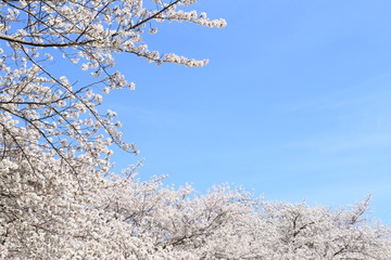 満開の桜