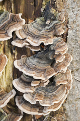 Old tree trunk covered with fungus