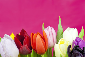 Bouquet of Tulips on violet background