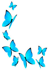 Fototapeta na wymiar Blue butterflies for Your design