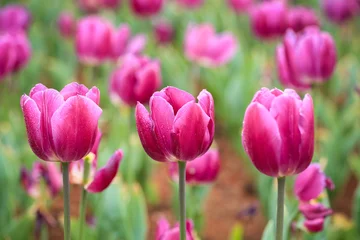 Crédence de cuisine en verre imprimé Tulipe tulipes violettes en fleurs