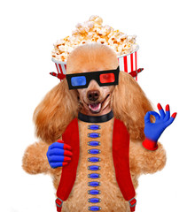 dog watching a movie