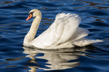Swan