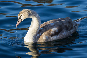 Swan