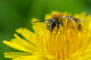 Abeille sur un pissenlit