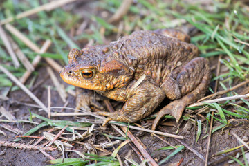 Common Toad