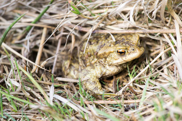 Common Toad