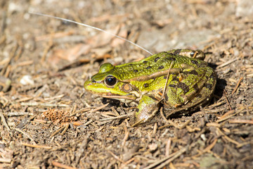 Edible Frog