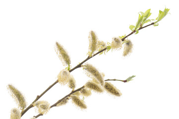 Willow branch