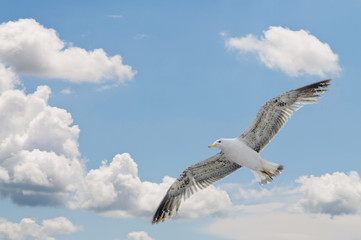 Obraz premium Gliding seagull with clouds