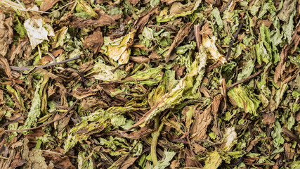 Texture dried mint