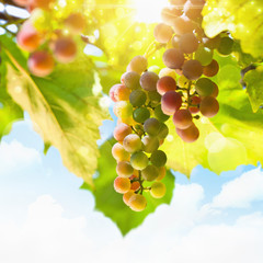 Sunny grapes