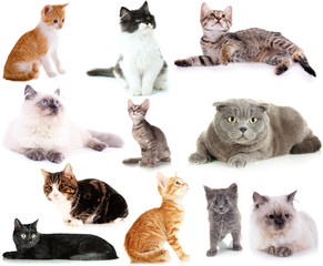 Collage of different cats isolated on white