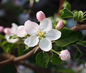 Tree branch in bloom