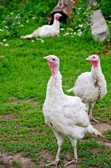 Turkey on grass background