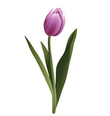 Realistic tulip vector