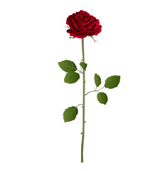 Realistic rose vector
