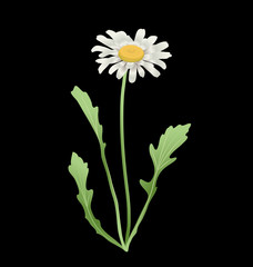 Realistic daisy vector