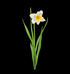 Realistic daffodil (narcissus) vector