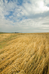 Fototapeta na wymiar Cereal fields