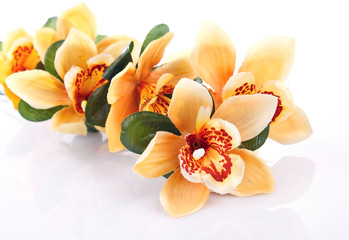 Obraz na płótnie Canvas yellow orchid