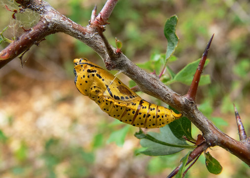 crisalide di pieride