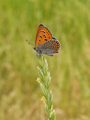 Farfalla Lycaena thersamon