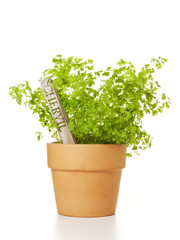 Potted Chervil Plant isolated