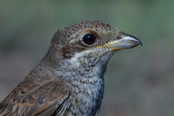 Red-backed Shrike, Lanius collurio
