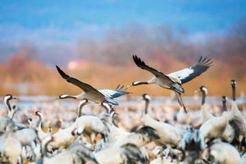 Pair of Cranes coming in for a landing at a crowded space