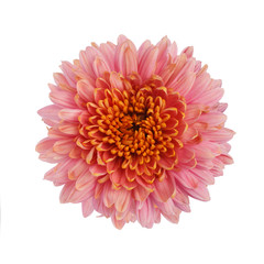 Chrysanthemum flower