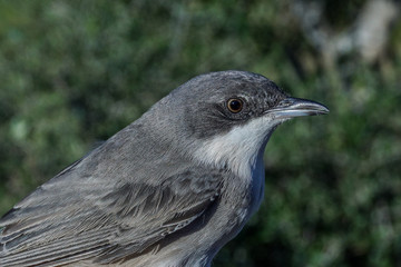 Western Orphean Warbler, Sylvia hortensis