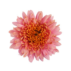 Chrysanthemum flower