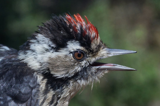 Lesser Spotted Woodpecker, Picoides minor