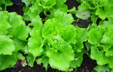 Fototapeta premium salades au potager