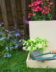 plantation,pot,floral,outil de jardinage