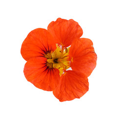 Nasturtium