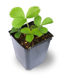 Strawberry Plant in pot